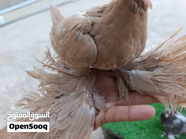 محموعة حمام