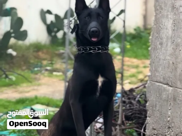 السلام عليكم عندي دراجه نبي نبدل بـ كلب