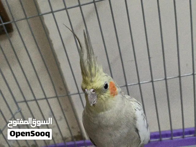 طائر كوكتيل لونه رمادي فاتح