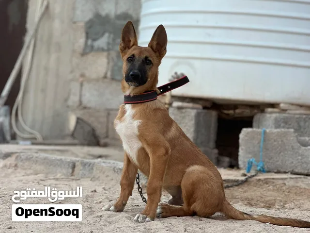 اقرا الوصف