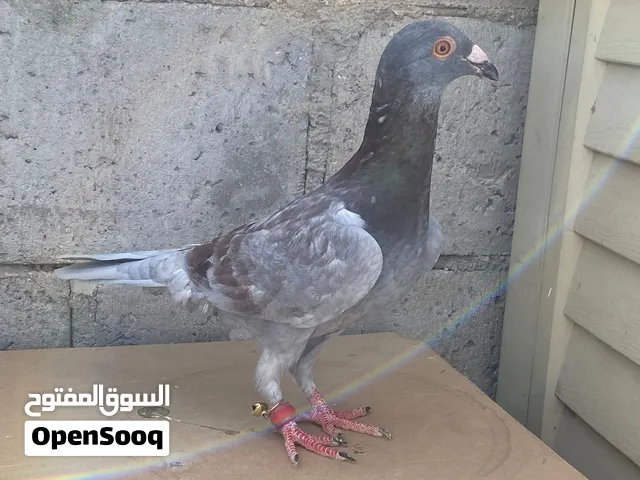 نوري 1 نوري معصور 1 بولندي1 ذباني1 مراسلي جوز تحته بيض
