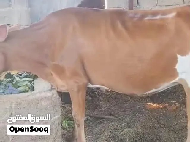ابقار.....
