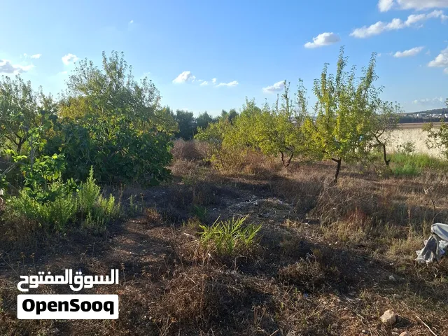 أرض فلاحية/سكني ممتاز للبيع بسيدي فرج – 1,000 م2 مسيجة