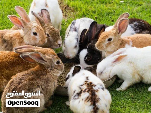 بداية موسم الأرانب