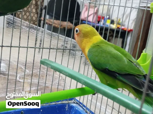بسم الله ما شاء الله ثلاث حبات فشر فحلين وطير ليف 70%