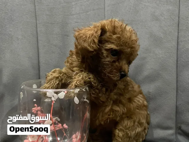 Poodle puppies