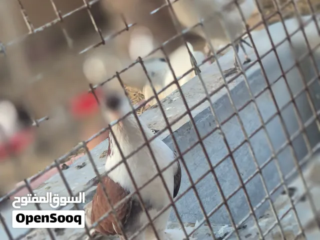 حمام شيرازي