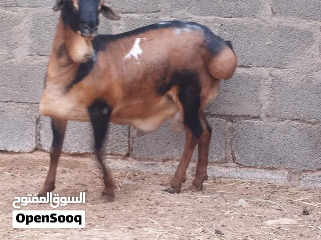 فحل بيرشن جنوب أفريقيا بيور
