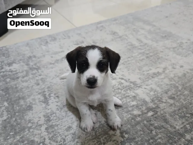 كلبة (أنثى)