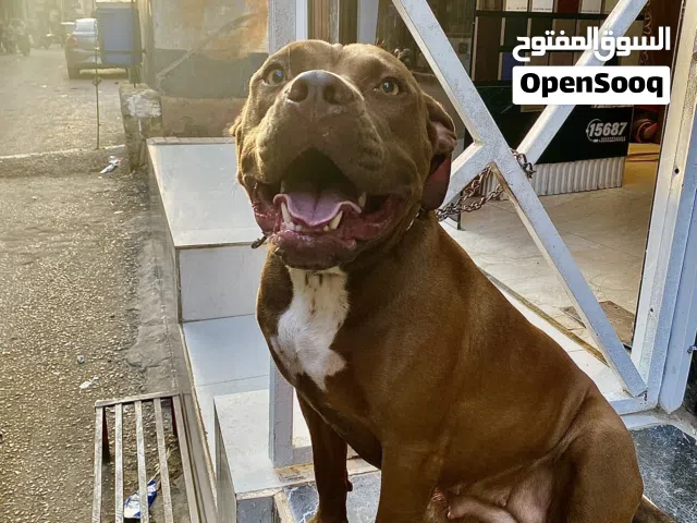 Pure Pitbull girl