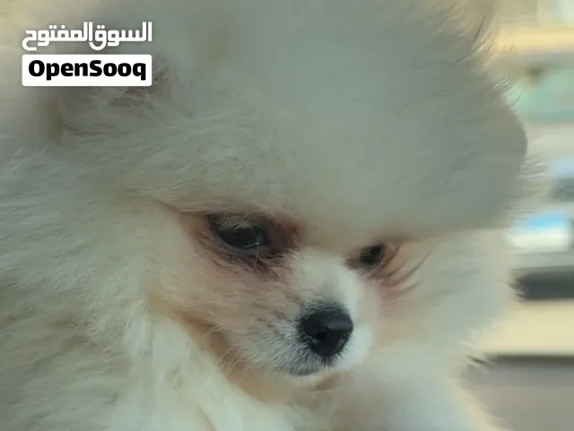 تفاصيله موضحه بالصور