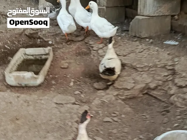 بيعه مستعجله نوع بط و دجاج