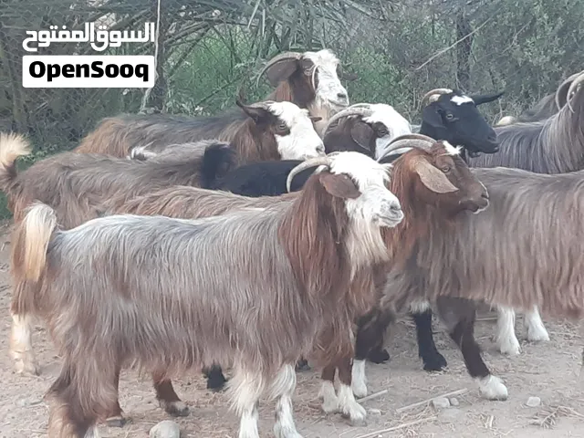 هوش من حلال بني سعيد ماشاء الله تبارك الله حلال نظيف لذبح او تربية