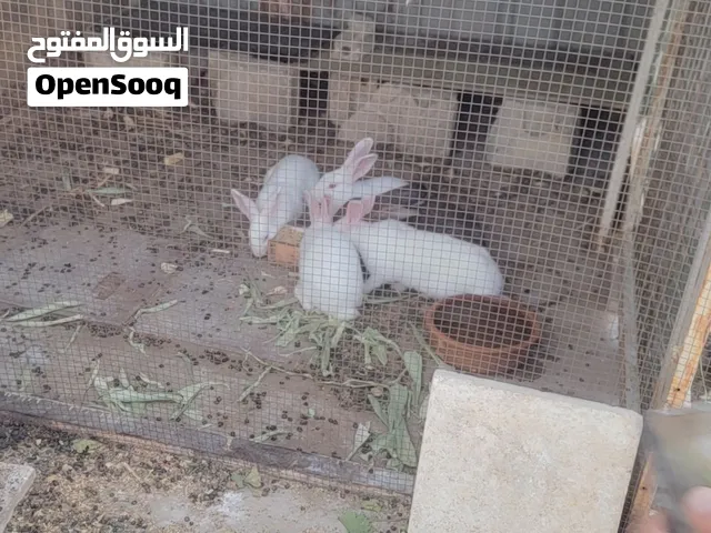 يتوفر جاج بلدي وابو رقبه وصيني للبدل على ارانب