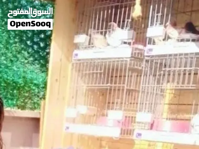 كوخ لوح معالج يمشي اين حاجة ديكور جمال الله يبارك