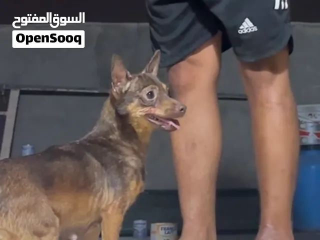 كلبة تشواوا عمرها سنه وشويه مجريه من قبل كلبه ربي يبارك ناشطه وقريب تقرزن لي لبيع مستعجل