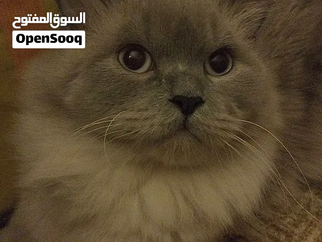 3 قطط للتبني - adoption
