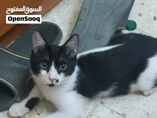 قط ذكر اسود و ابيض للتبني