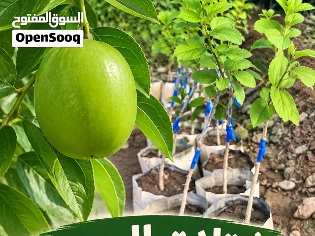 شتلات السدر المطعمه