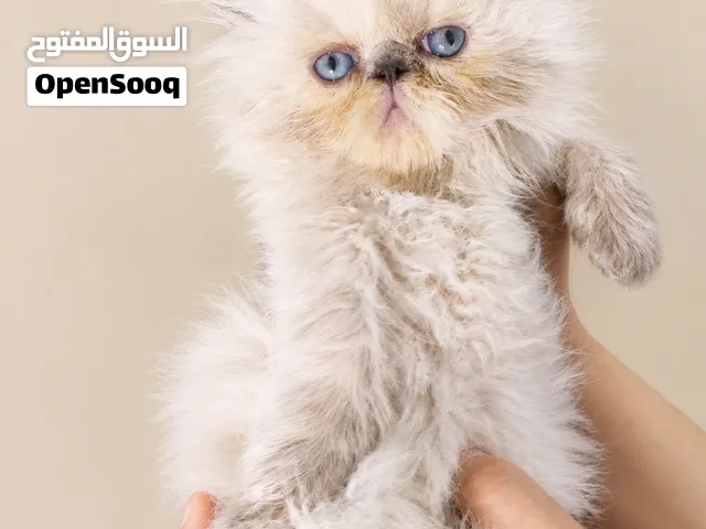 قطة هيمالايا زرار بيور بلو بوينت