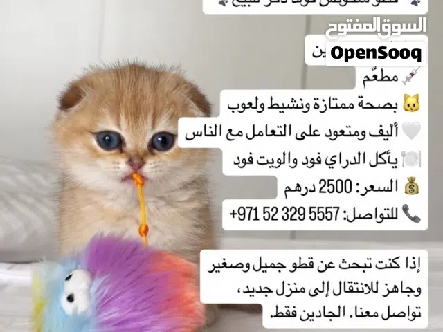 سكوتش فولد جولدن ذكر