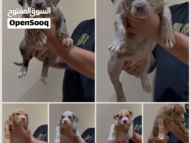 American bully XL