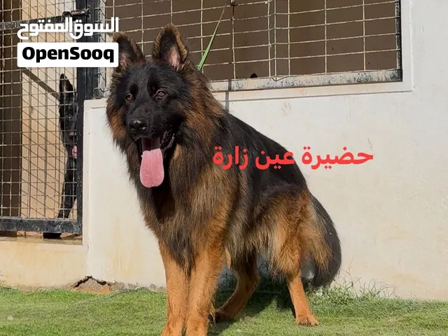 دكر جيرمين كيف واصل من تونس