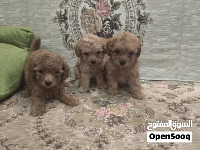 toy poodle