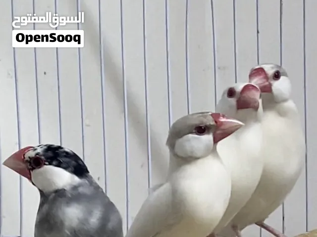 For sale java15pices breeding pairs have vid or change with zebra jambo للبيع الكل مع بعض