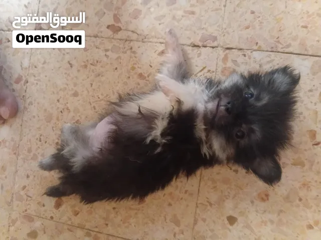 جراوي جريفون للبيع