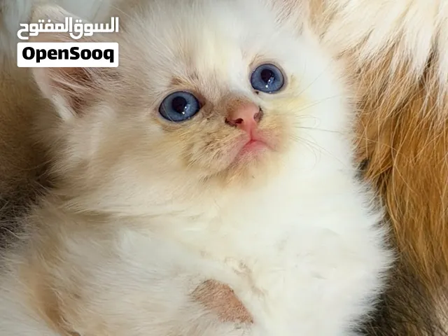 قط من فصيلة (سكوتش ستريت) الوصف مهم