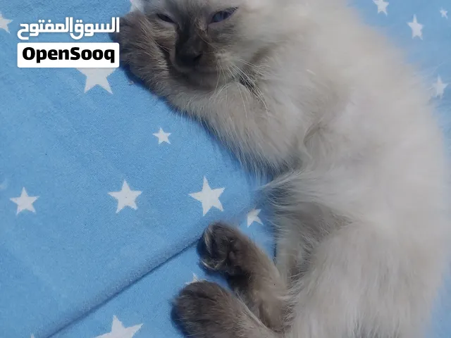 قط هيمالايا