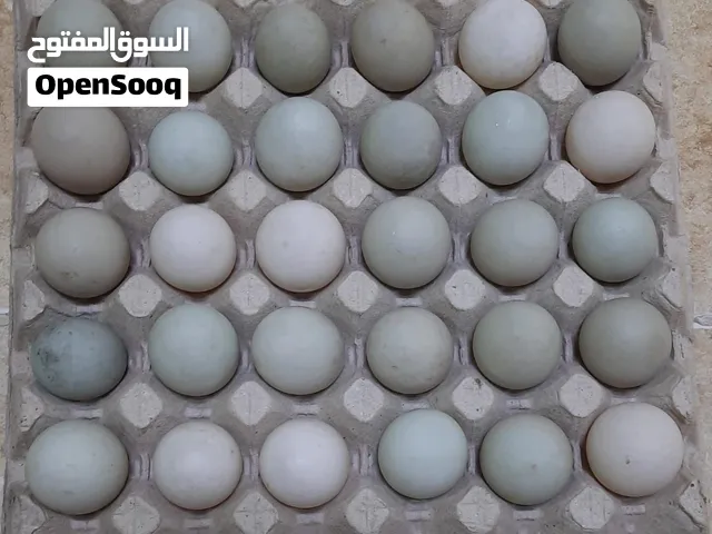بيض بط طيار بري للبيع