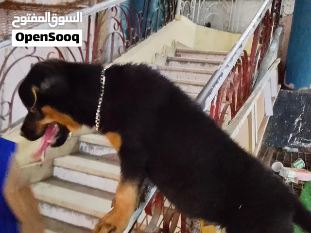 جرو روت وايلر 60 يوم للبيع