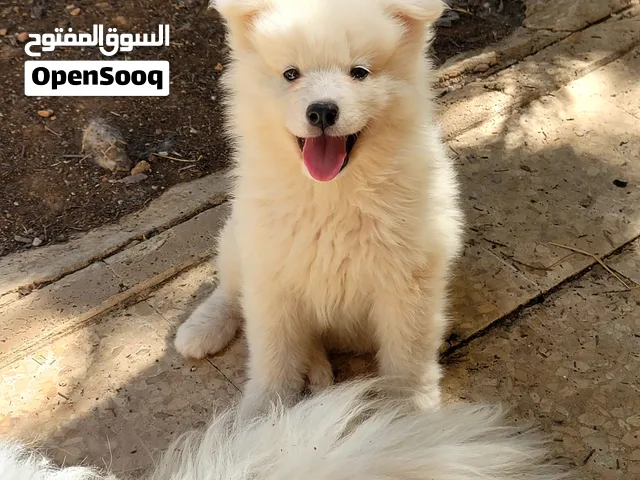 جراء سامويد سلاله نقيه 100% للبيع كلاب نشيطه ولعوبه وجميله جدا للعائله والاطفال