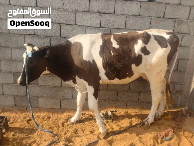 بقرة حايل ارباع