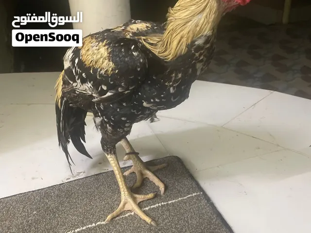 ديك للبيع18