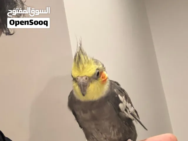 العيدان-10