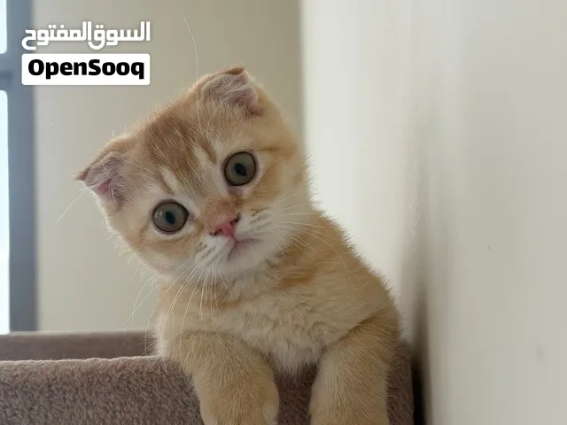 Kitten for sale