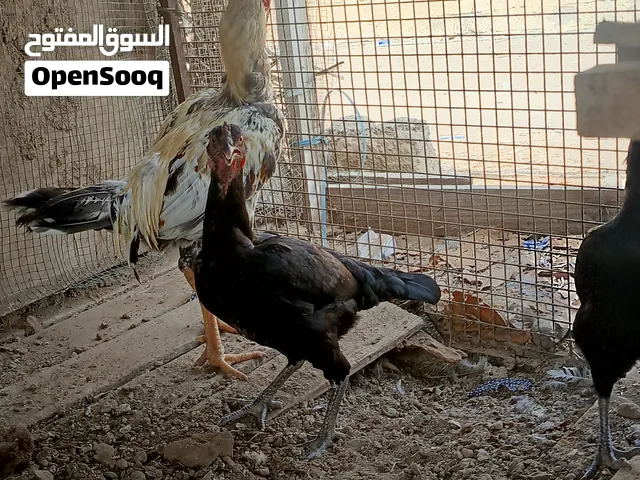 ديك سندي ودجاج شنجرا سندي