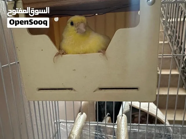 زوج كناري المالينوا الاصلي مغردا