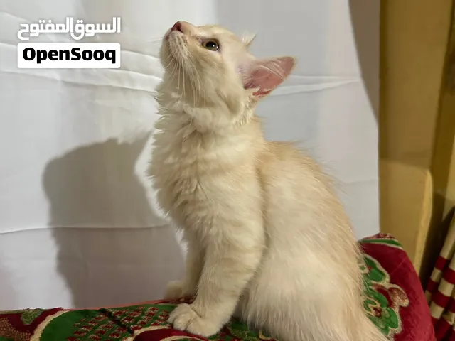 قط شيرازي للبيع
