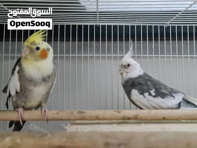 Cockatiels