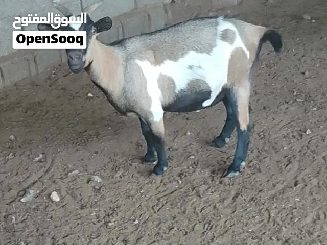 عنز عشره على ميلاد منكن الأسبوع الجاي.تولد وجدي كرديات لبيع