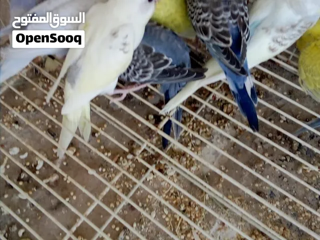 طيور للبييع