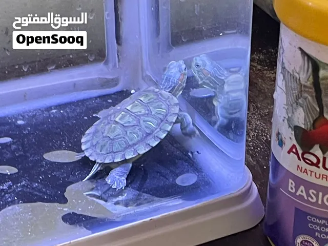 متوفر سلحفاه أليفه جدا برمائيه