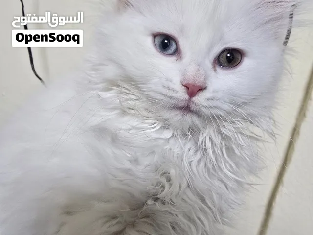 Scottish and turkish angora kitten