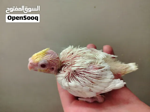 طير صغير كوكتيل عمر اسبوعين شكري عيون حمر حاليا جوه امهاتهن جاهز للزق اليدوي