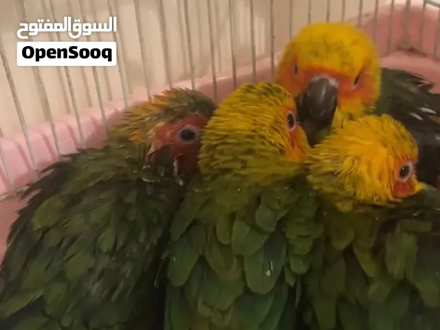 لبيع فروخ صن. كنيور