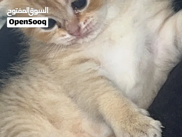 سكوتش قولد للبيع